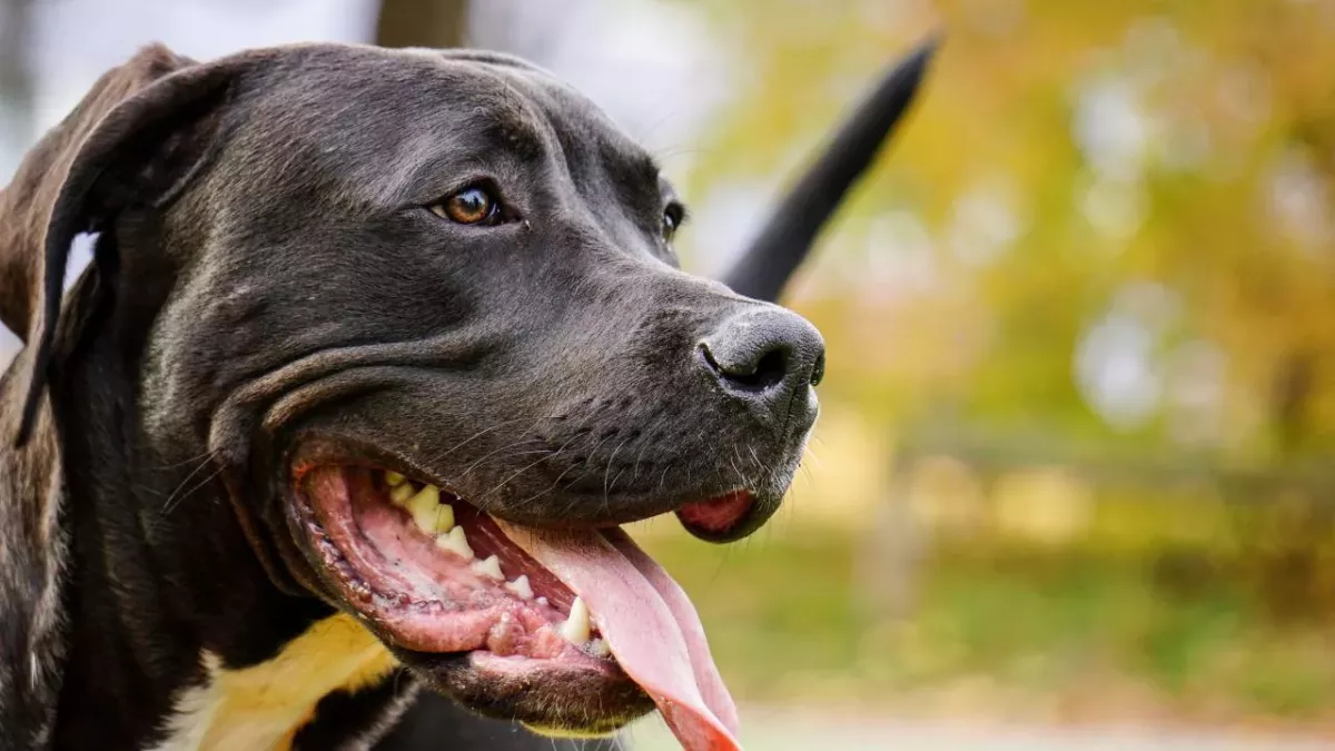 Hund, gefährlich, Statistik, Studie