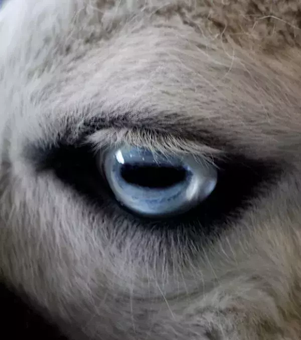 Auch Lamas haben ungewöhnliche Augen