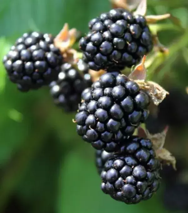Brombeeren