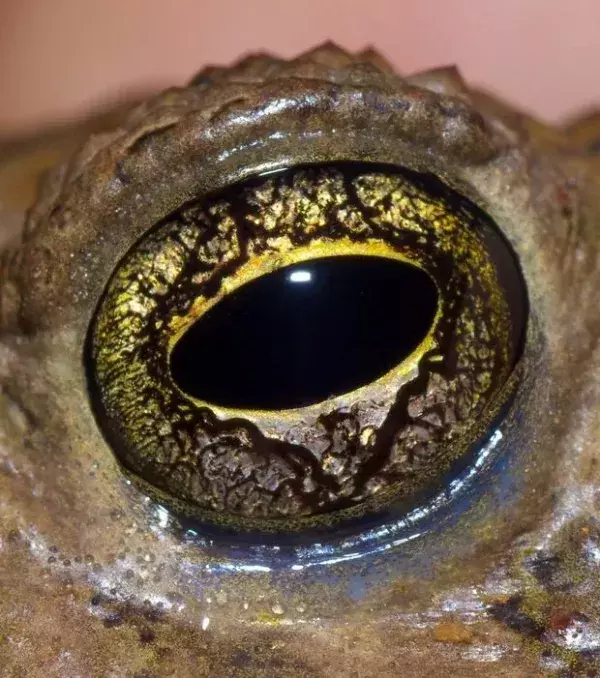 Das bemerkenswerte Auge der Kröte Incilius alvarius