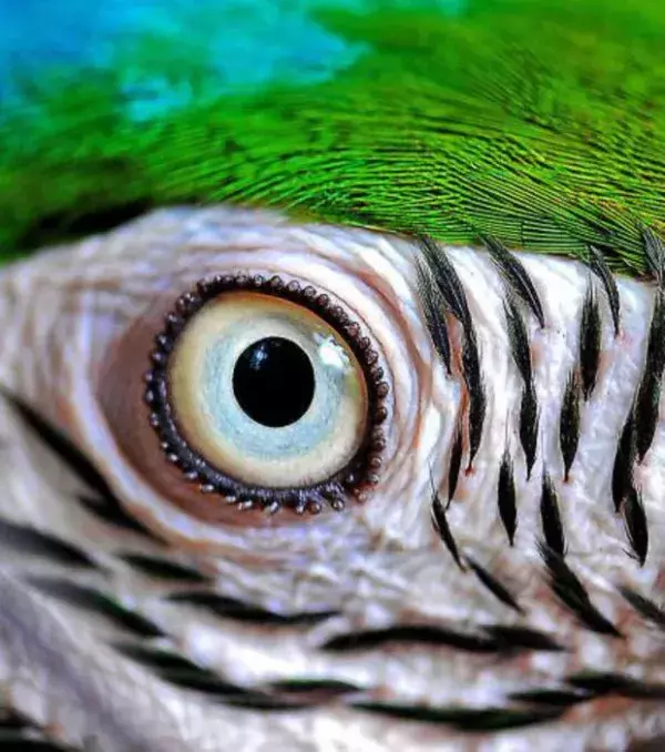 Das hypnotisierende Auge des Gelbbrustaras