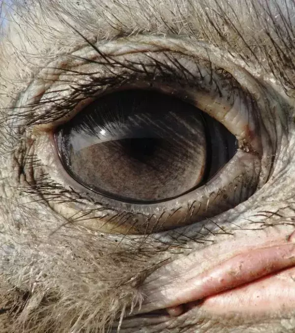 Das tiefe Auge eines Afrikanischen Straußes