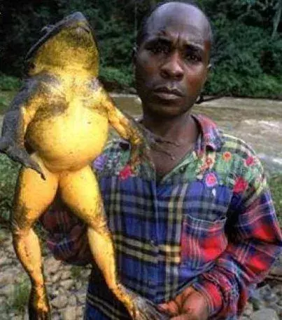Der Goliathfrosch gilt als die größte Froschart der Welt. Sie kann bis zu 30 cm groß werden