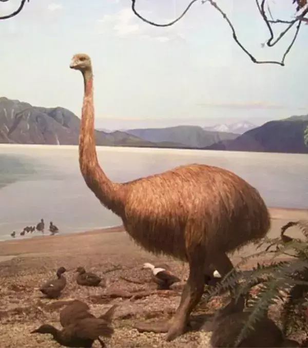 Der Moa Vogel ist seit dem 14. Jahrhundert ausgestorben. Eine Klaue wurde von Forschern im zwanzigsten Jahrhundert entdeckt.