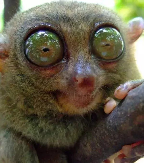Der Sulawesi-Koboldmaki mit seinen gigantischen Augen