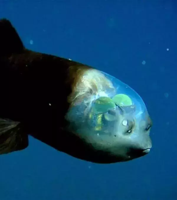 Der unglaubliche Glaskopffisch (Macropinna microstoma) mit seinem durchsichtigen Schädel, betont durch zwei große Augen