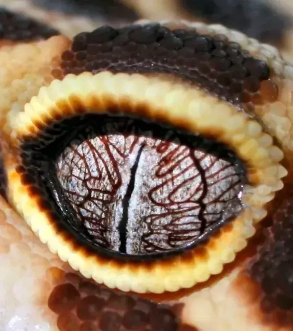 Die erstaunlichen Augen eines Leopardgeckos (Eublepharis macularius)