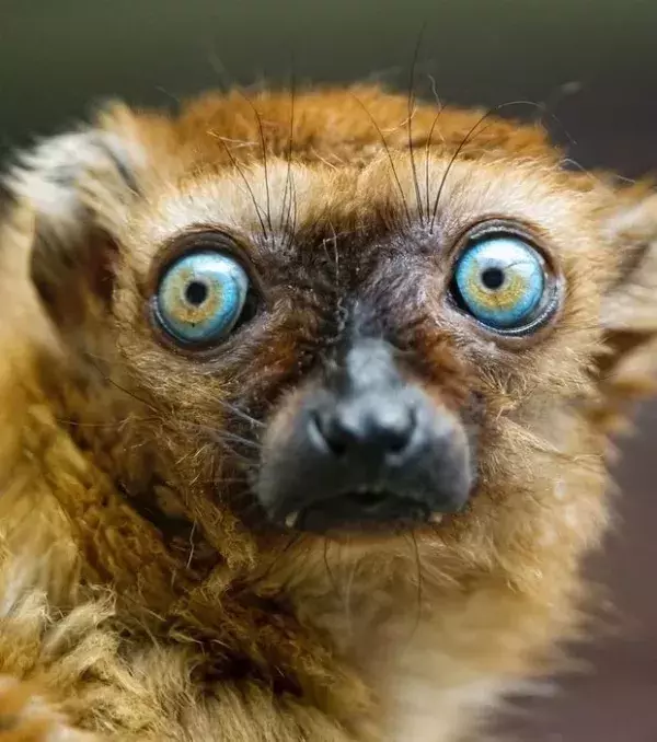 Die faszinierenden Augen des Blauaugenmaki