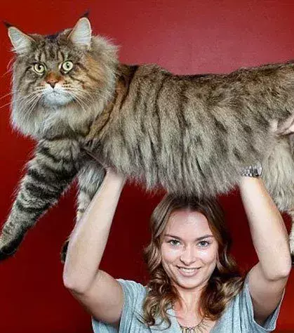 Die größten Tiere: Starke 14 kg bringt diese Katze auf die Waage