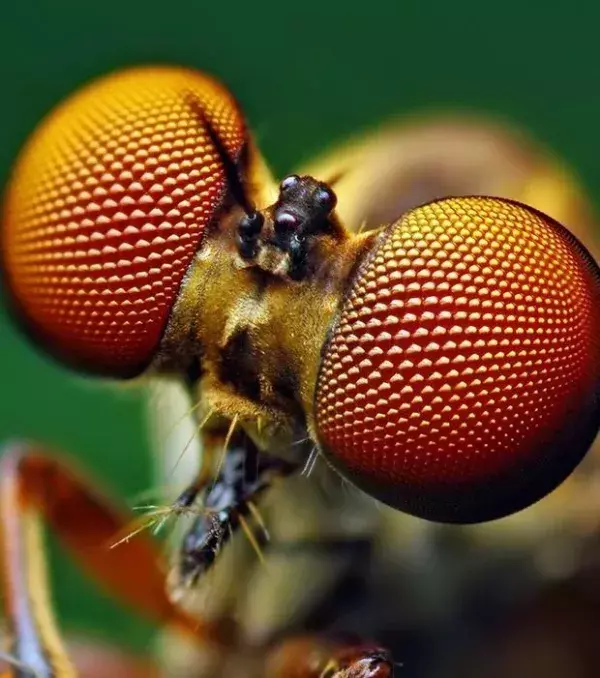 Die Multi-Facetten-Augen der Raubfliege