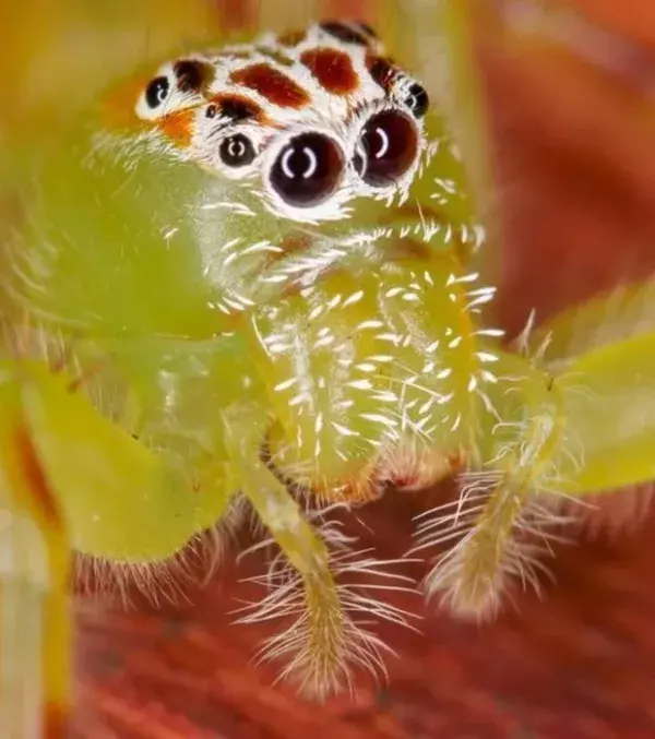 Die vielen Augen der Springspinne (Salticidae)