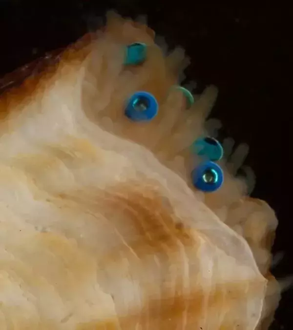 Die vielen Augen einer Jakobsmuschel