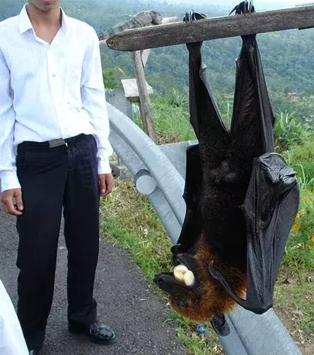 Dieser Flughund aus Malaysia misst 1,70 m!
