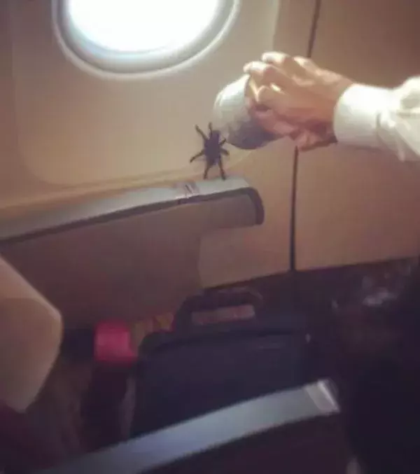 Dieser Passagier hat in einem Flugzeug wirklich NICHTS zu suchen!