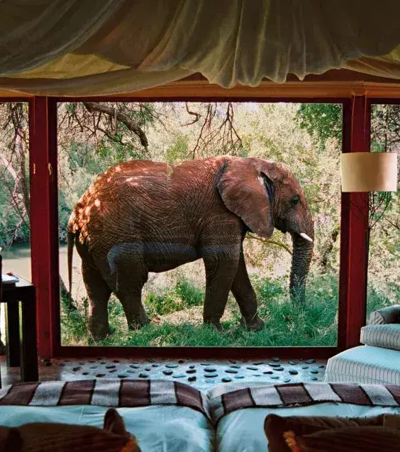 Ein Elefant vor dem Fenster einer Makanyane Safari Lodge Suite