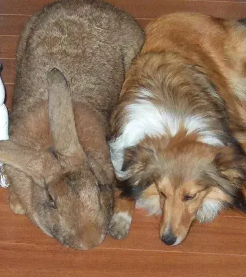Ein sanfter Riese: Dieser Hase aus Flandern wiegt satte 10 Kilo und hat die gleiche Größe wie ein Hund!