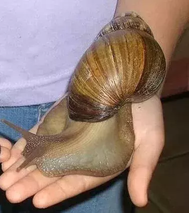 Ganz schön eklig: Diese afrikanische Riesenschnecke ist fast 20 cm groß!