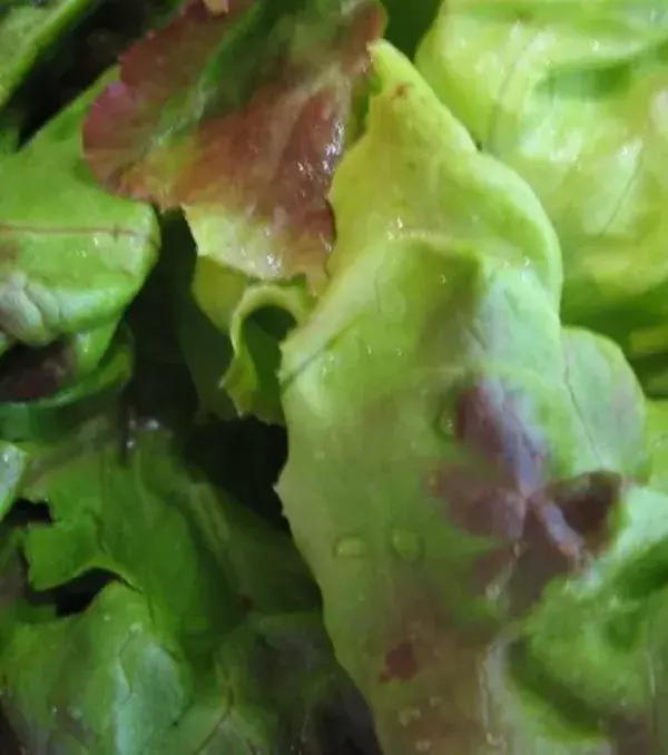 Gartensalat