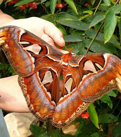 Riesenflügel: Dieser gigantische Schmetterling misst ca 30 cm