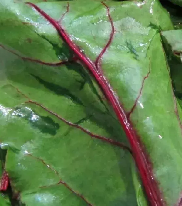 Rote Bete