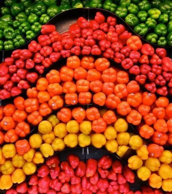Rote Paprika