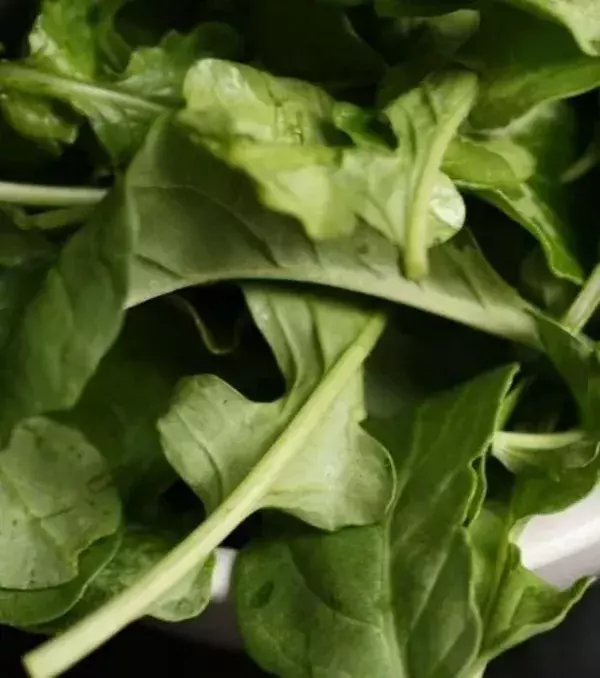 Rucola