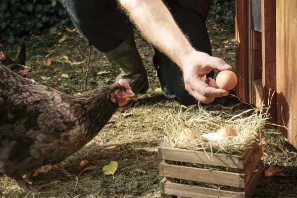 Lebensmittel, mit denen du deine Muskeln aufbauen kannst