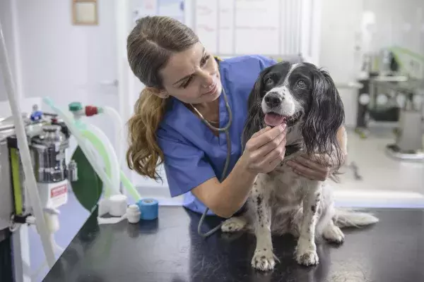 Verbote und Gebote, die Hundebesitzer kennen müssen