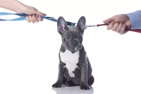 Verbote und Gebote, die Hundebesitzer kennen müssen