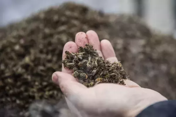 Wörter des Jahres 2019, Platz 8: Bienensterben