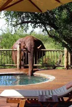 vielleicht trinkt der Elefant sogar aus euem pool!