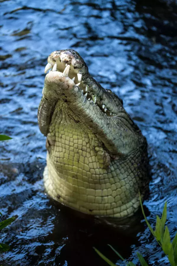 Das australische Krokodil