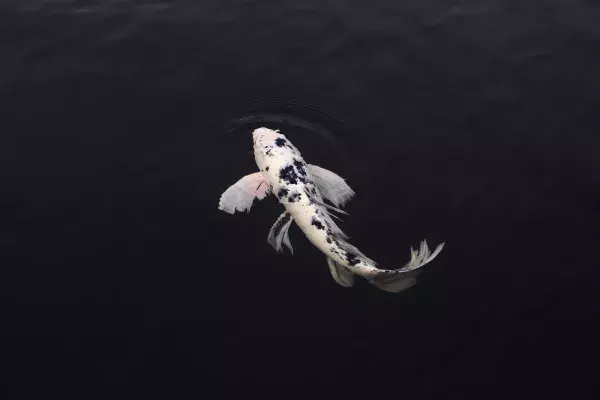 Der Koi