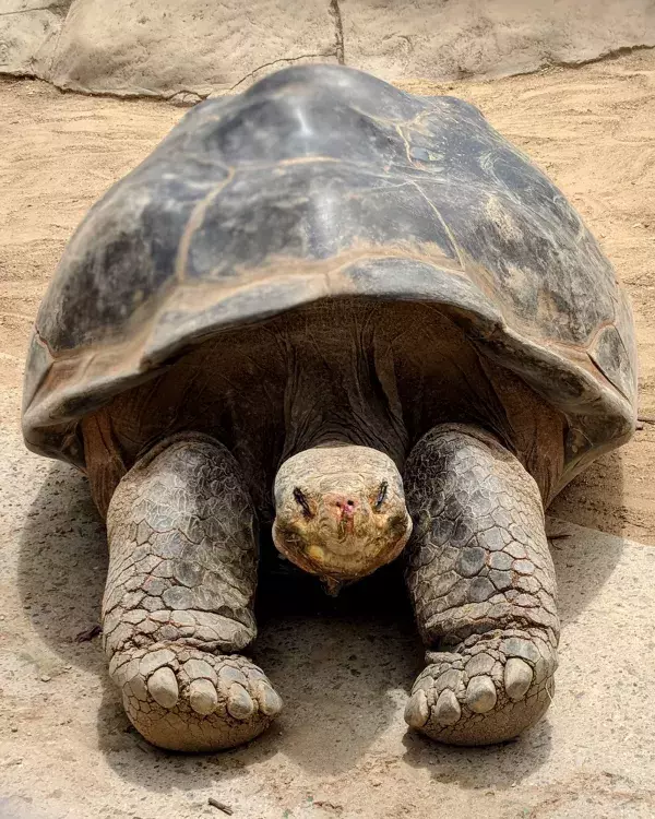 Die Galapagos-Riesenschildkröte