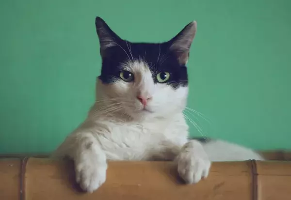 Die Hauskatze