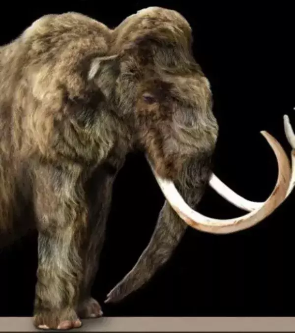 Das Wollhaarmammut ist seit mehreren tausen Jahren ausgestorben.