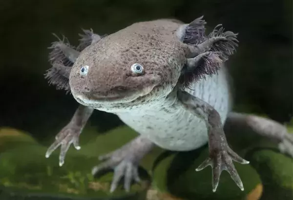 Der Axolotl ist in Mexiko beheimatet:
