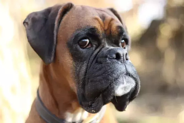 Der Boxer