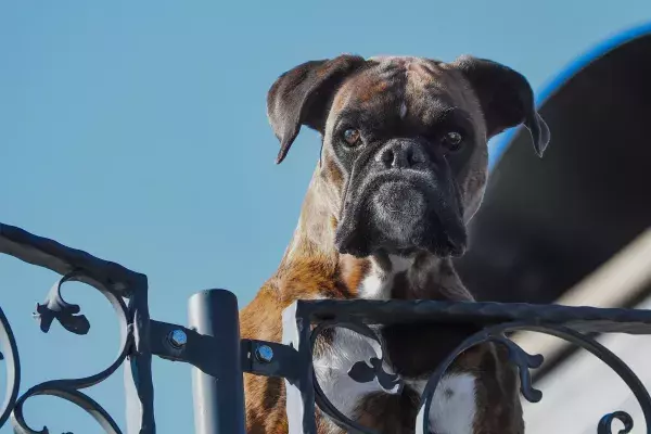 Der Boxer