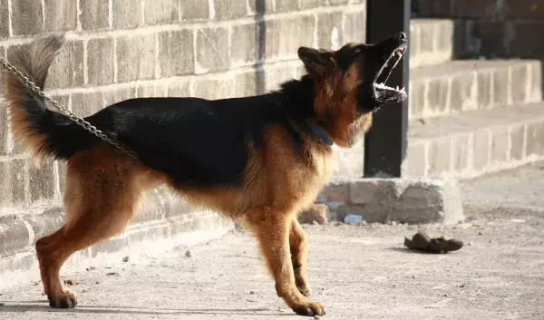 Der Deutsche Schäferhund