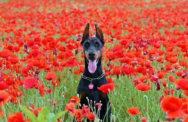Der Doberman