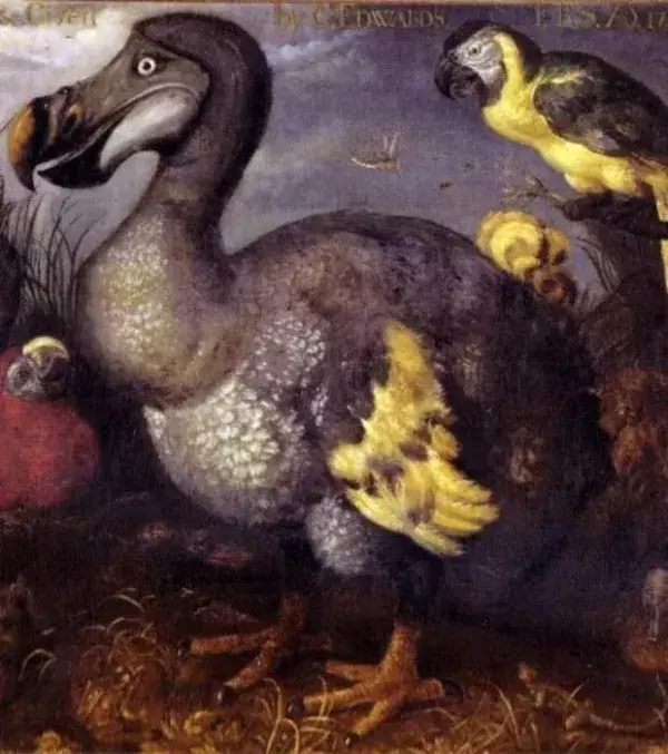 Der Dodo war eine große, flugunfähige Vogelart, die auf Mauritius heimisch war und Ende des 17. Jahrhunderts ausstarb.