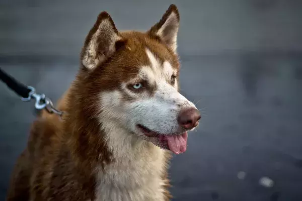 Der Husky