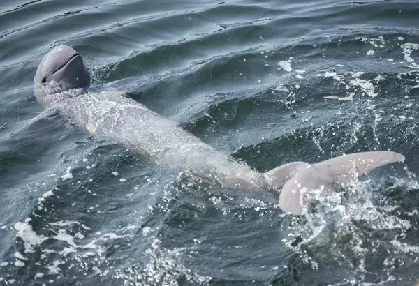 Der Irawadidelphin lebt überwiegend in den Gewässern Südostasiens: