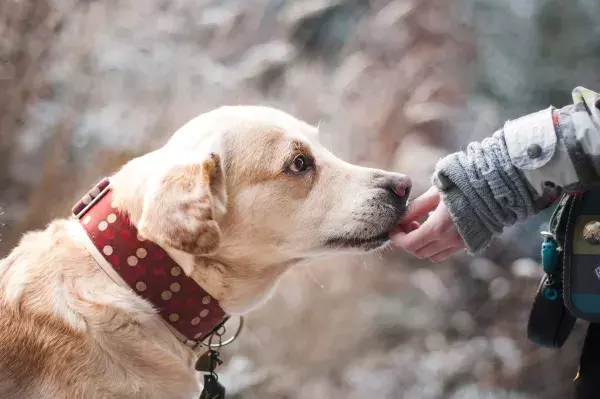 Der Labrador
