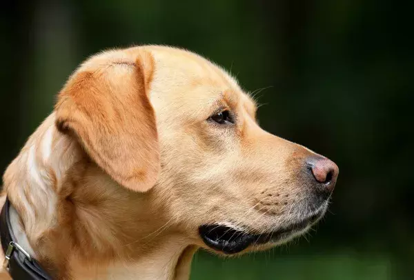Der Labrador