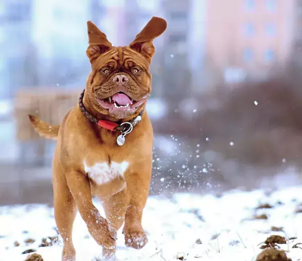 Der Mastiff