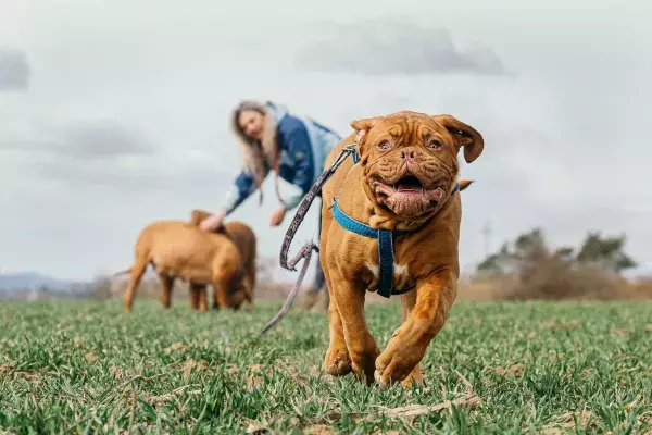 Der Mastiff