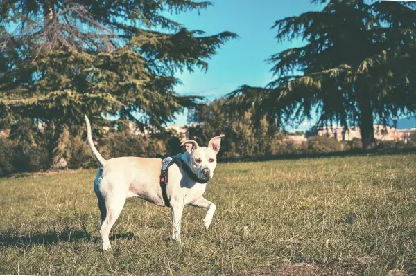 Der Pitbull