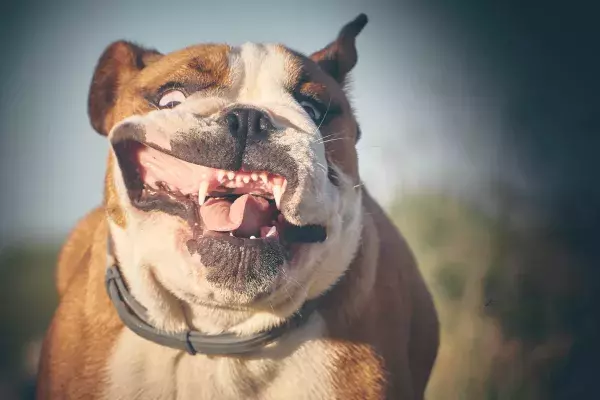 Die Bulldogge